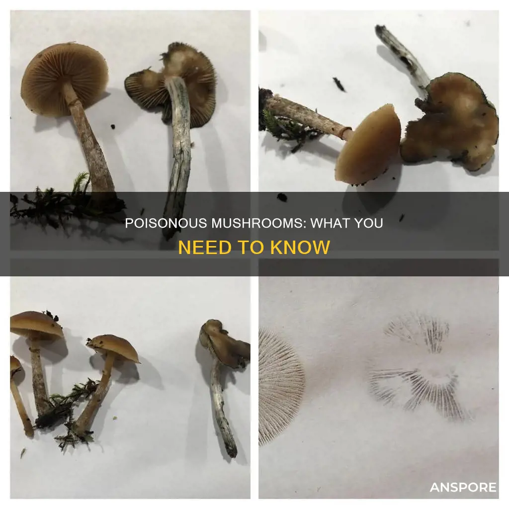 who is a posion mushroom