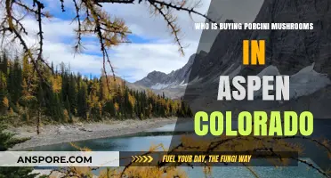 Aspen's Porcini Buyers: Who's Sourcing These Gourmet Mushrooms?