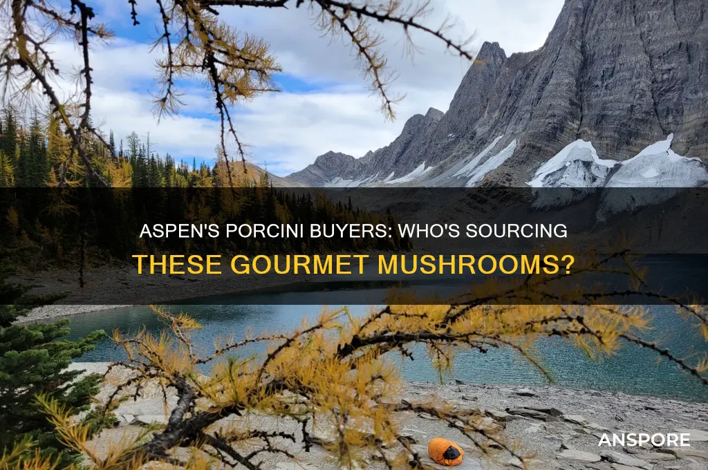 who is buying porcini mushrooms in aspen colorado