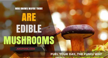 Exploring Nature's Bounty: Could Edible Mushrooms Be Hiding in Plain Sight?