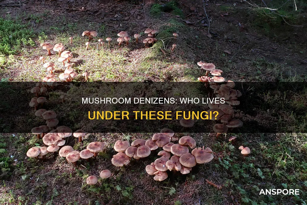 who lives under mushrooms