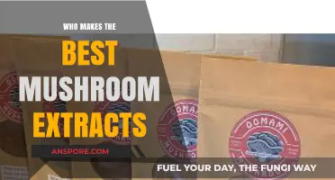 Discovering the Top Brands for Premium Mushroom Extracts