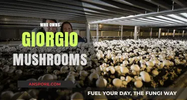 The Rise of Giorgio: A Mushroom Empire