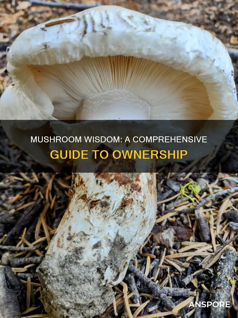who owns mushroom wisdom