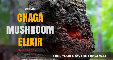 Chaga Mushroom Elixir: Where to Buy