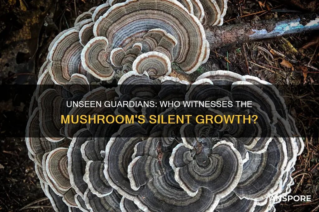 who sees the mushroom grow