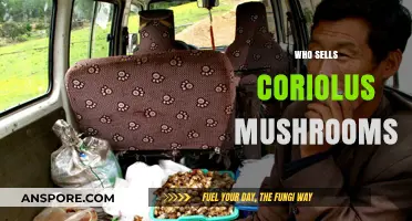 Where to Buy Coriolus Mushrooms?