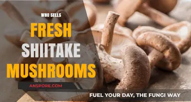Where to Buy Fresh Shiitake Mushrooms?