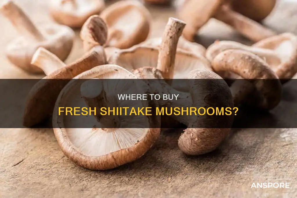 who sells fresh shiitake mushrooms