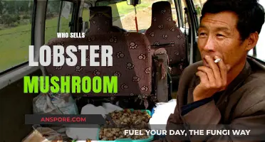 Where to Buy Lobster Mushrooms?
