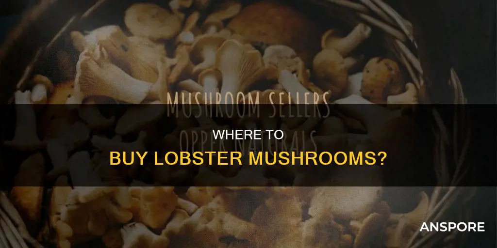 who sells lobster mushroom