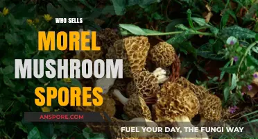 Where to Buy Morel Mushroom Spores: Top Sellers Guide