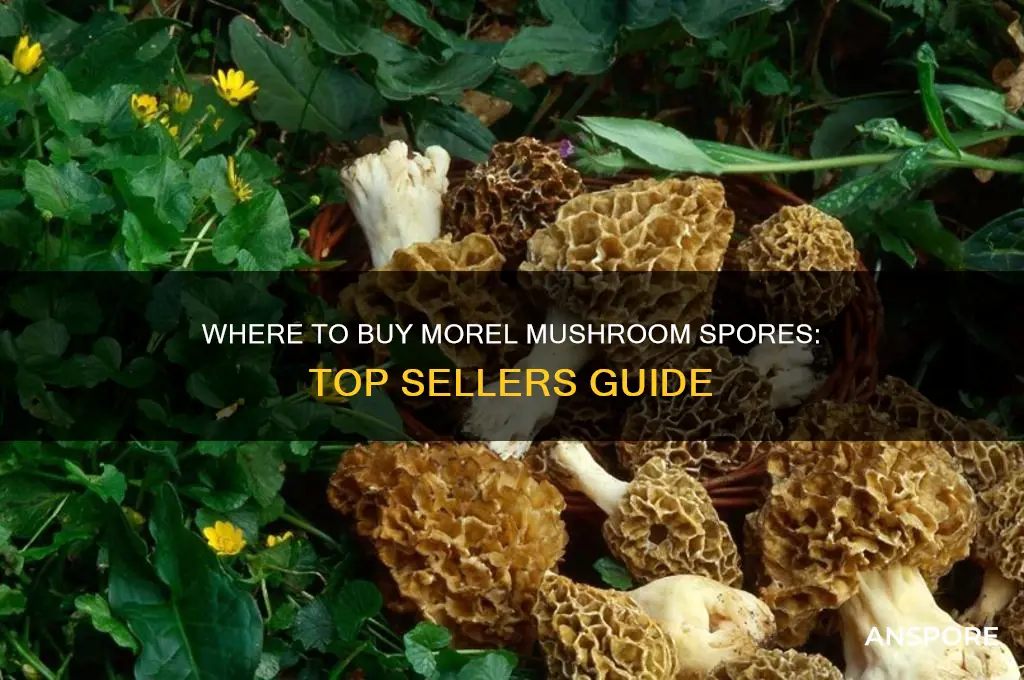 who sells morel mushroom spores