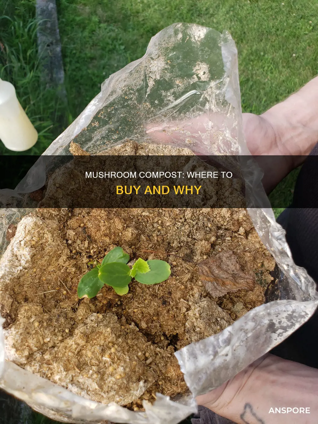 who sells mushroom compost