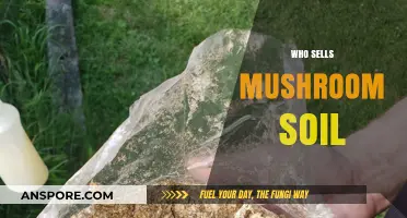 Mushroom Soil: Where to Buy and Best Suppliers