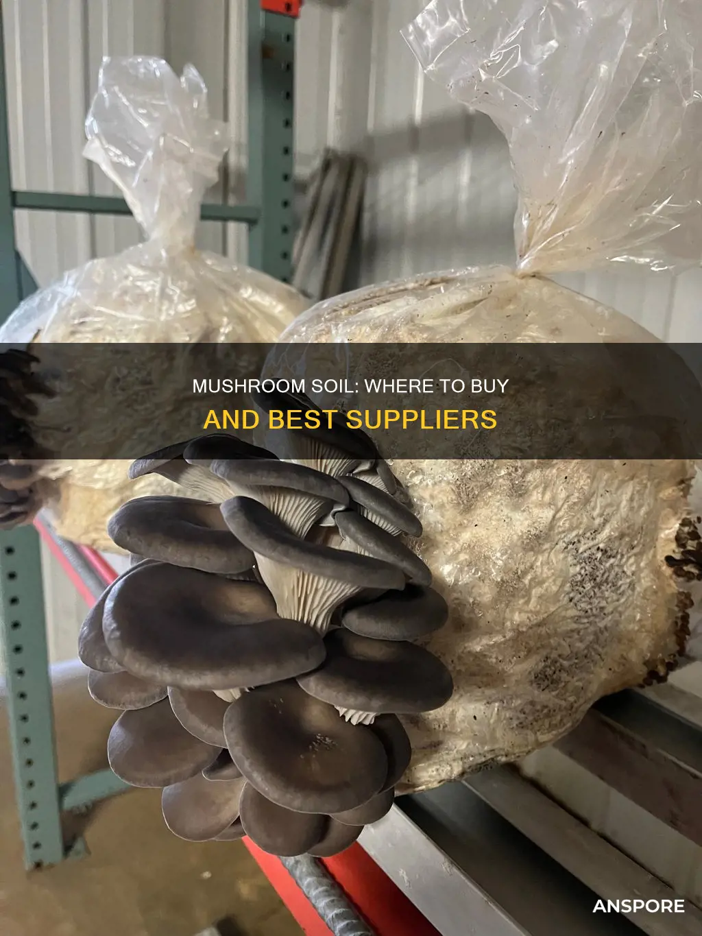 who sells mushroom soil