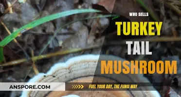 Where to Buy Turkey Tail Mushrooms?
