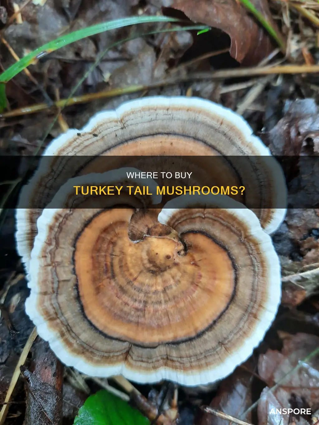 who sells turkey tail mushrooms