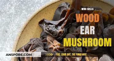 Where to Buy Wood Ear Mushrooms?
