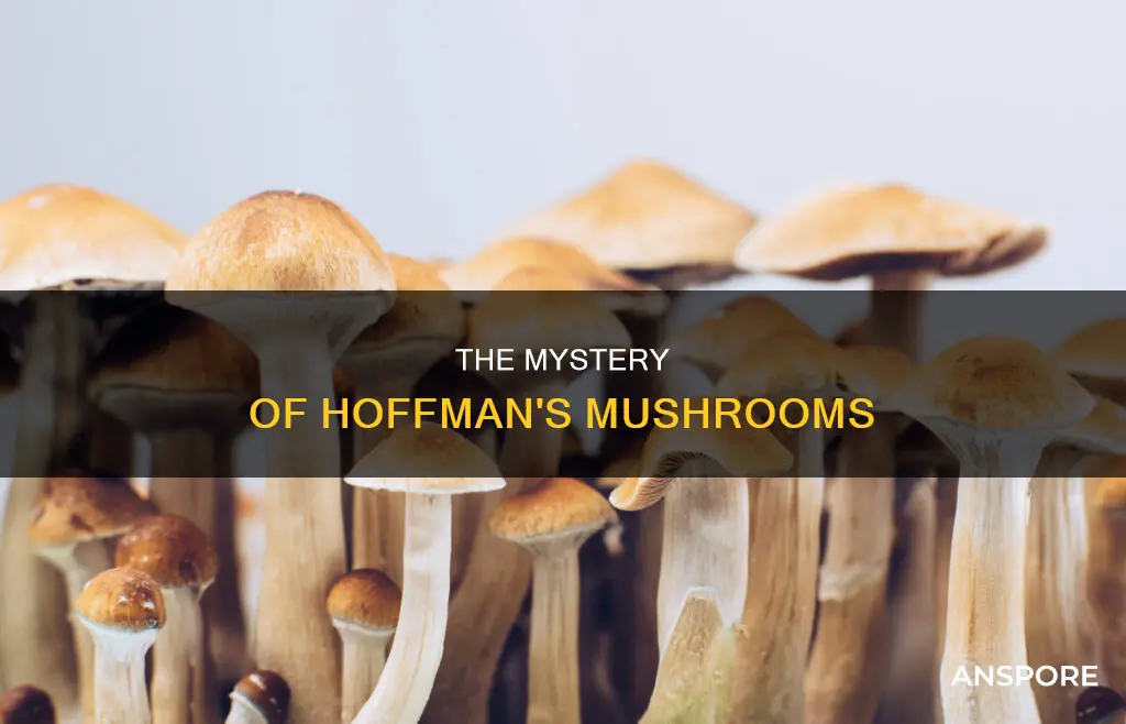 who sent mushrooms to hoffman