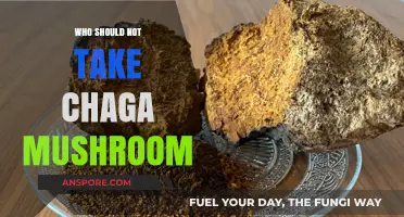 Chaga Mushroom Precautions: Who Should Avoid This Superfood?