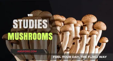 Mushroom Exploration: Mycologists' Intriguing World