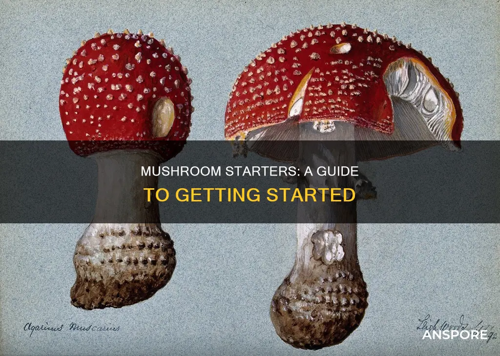 who take mushroom start