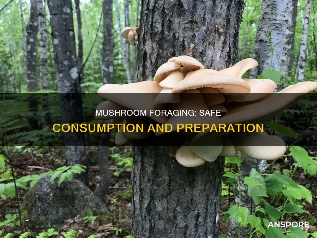 who to give mushrooms totk