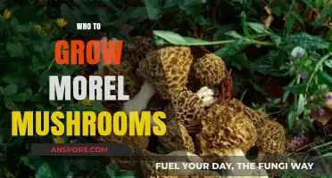 Mastering Morel Cultivation: A Beginner's Guide to Growing Morel Mushrooms
