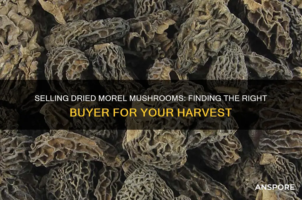 who will buy my dried morel mushrooms