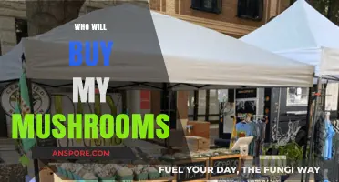 Who Will Buy My Mushrooms? Finding the Right Market for Your Fungal Harvest