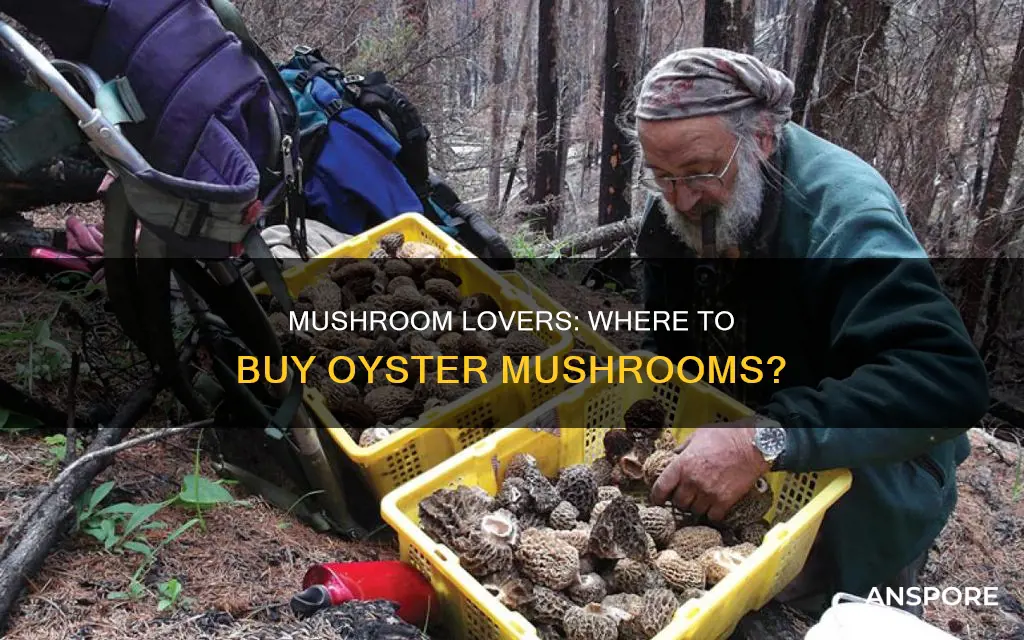whom to sell oyster mushroom