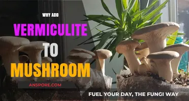 Vermiculite and Mushrooms: The Perfect Partnership