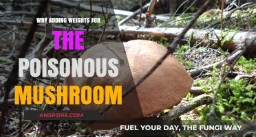Enhancing Poisonous Mushroom Identification with Weighted Classification Techniques