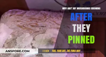 Troubleshooting Mushroom Growth: Why Aren't My Pins Developing Further?
