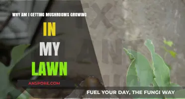 Mushrooms in Your Lawn: Causes, Concerns, and Effective Solutions