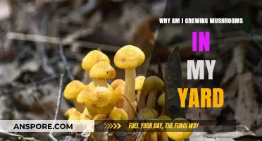 Why Mushrooms Are Suddenly Taking Over My Yard: Explained
