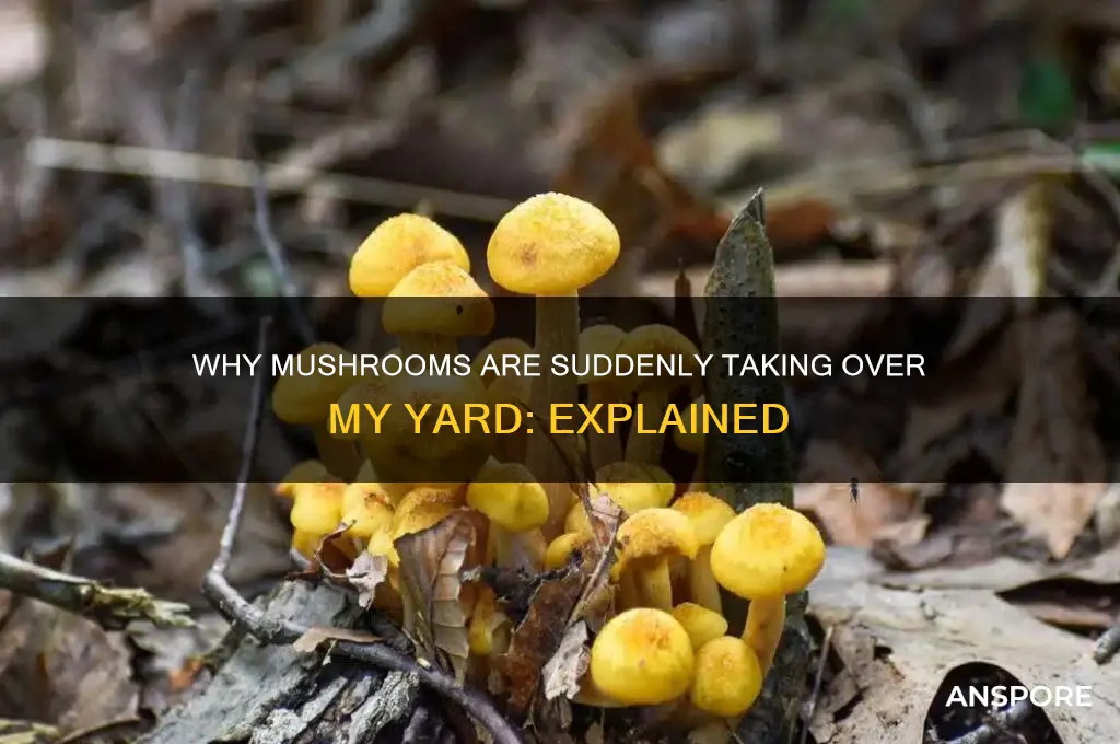 why am i growing mushrooms in my yard