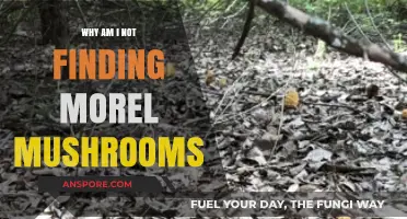 Why Morel Mushrooms Elude You: Uncovering the Hidden Challenges