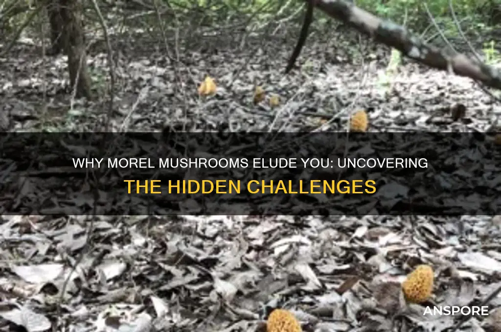 why am i not finding morel mushrooms