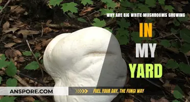 Unveiling the Mystery of Large White Mushrooms in Your Yard