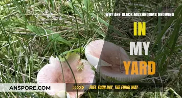 Black Mushrooms in Your Yard: Causes, Concerns, and Solutions