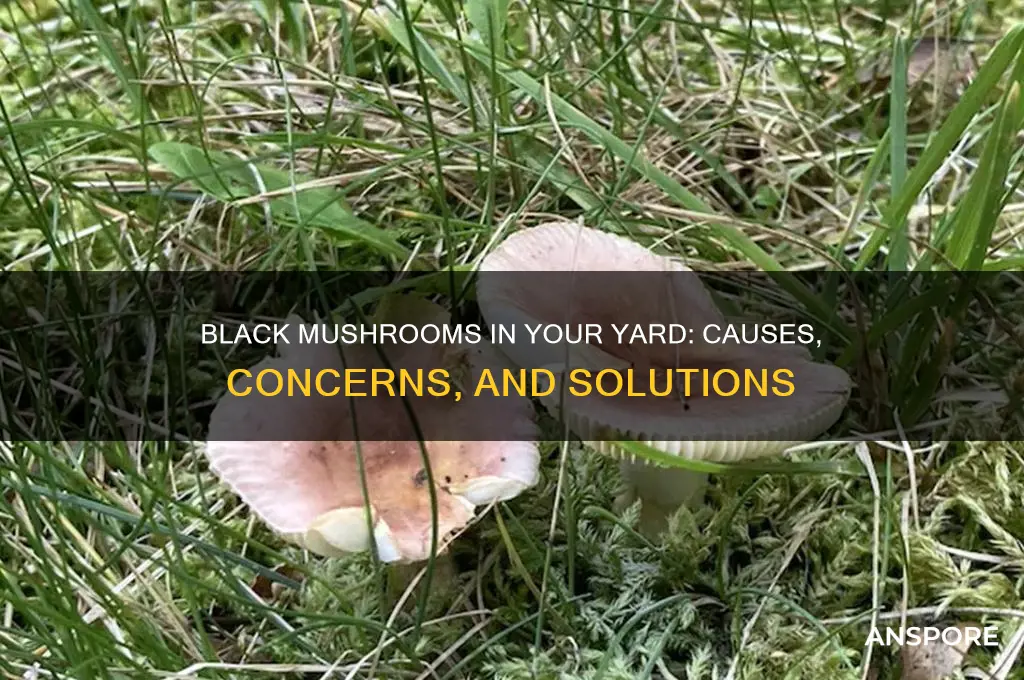 why are black mushrooms growing in my yard