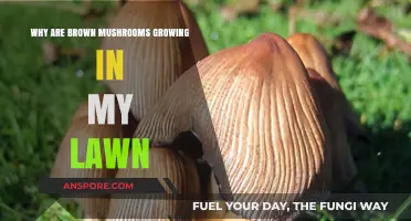 Brown Mushrooms in Your Lawn: Causes and Solutions Explained
