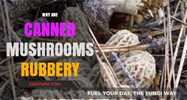 Why Canned Mushrooms Get Rubber: Causes and Prevention Tips