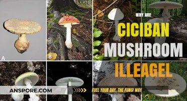 Ciciban Mushroom: Why Are They Illegal?
