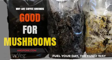 Coffee Grounds Boost Mushroom Growth: Unlocking Their Hidden Benefits