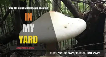 Giant Mushrooms in Your Yard: Causes and Solutions Explained