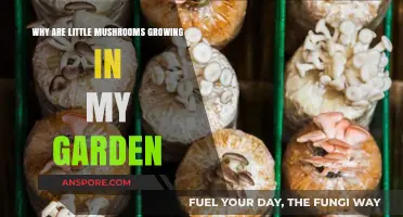 Why Are Tiny Mushrooms Sprouting in My Garden? Explained