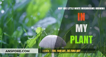 Little White Mushrooms in Your Plant: Causes and Solutions